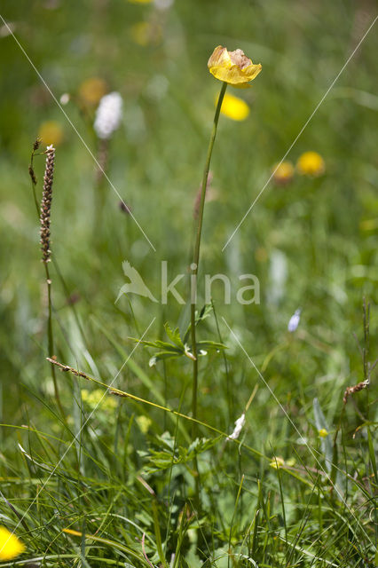 Europese Globebloem (Trollius europaeus)