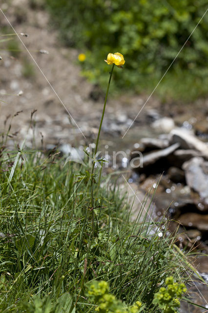 Europese Globebloem (Trollius europaeus)