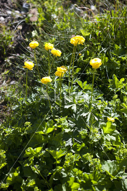 European Globeflower (Trollius europaeus)