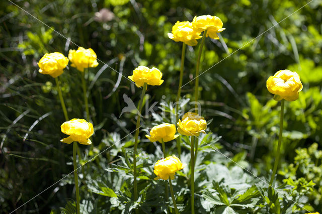 Europese Globebloem (Trollius europaeus)