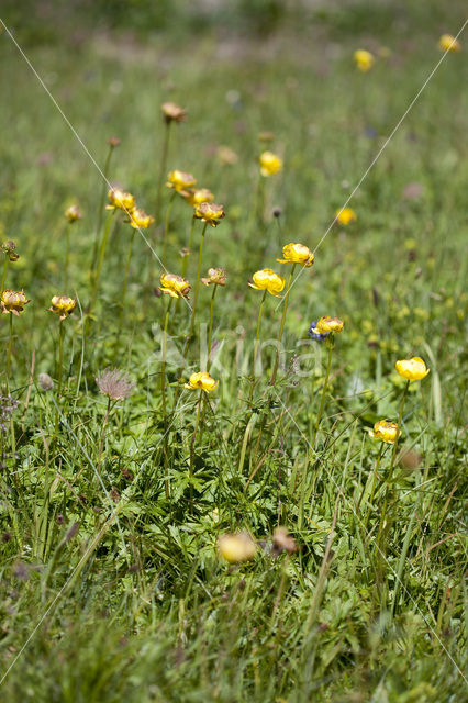 Europese Globebloem (Trollius europaeus)