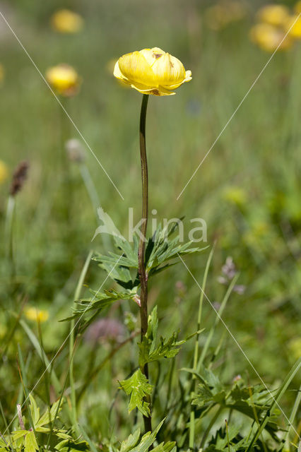 Europese Globebloem (Trollius europaeus)