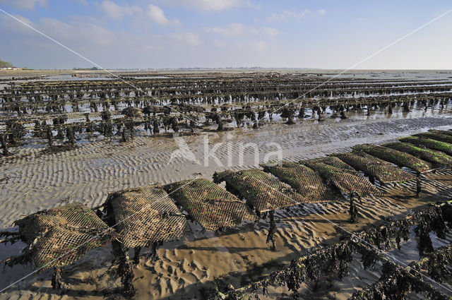 Common Oyster (Ostrea edulis)