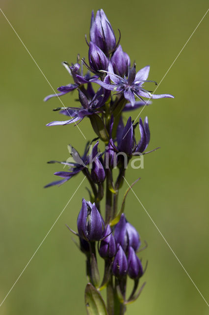 felwort (Swertia perennis)