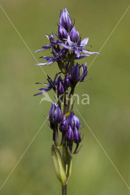 felwort (Swertia perennis)