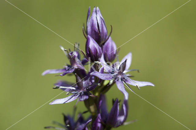 felwort (Swertia perennis)