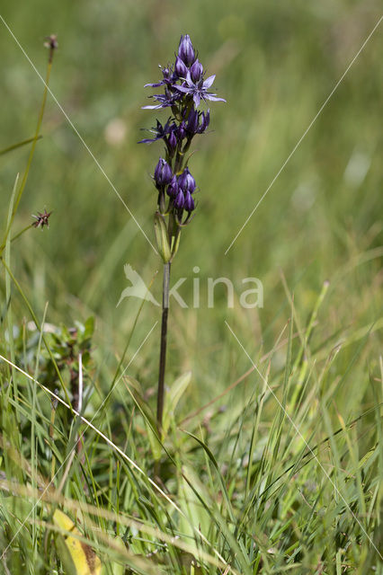 felwort (Swertia perennis)