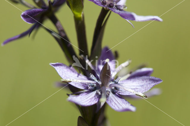 felwort (Swertia perennis)