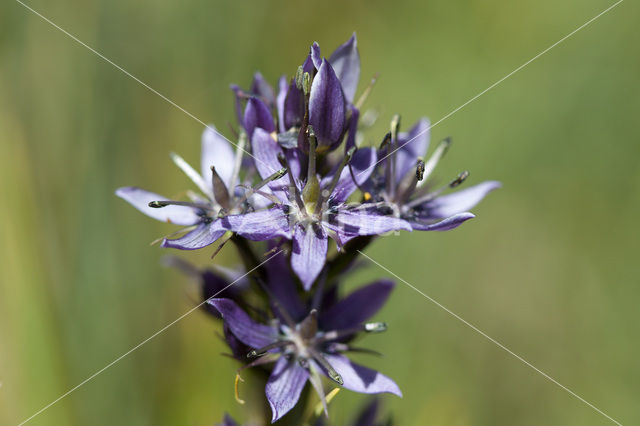 felwort (Swertia perennis)