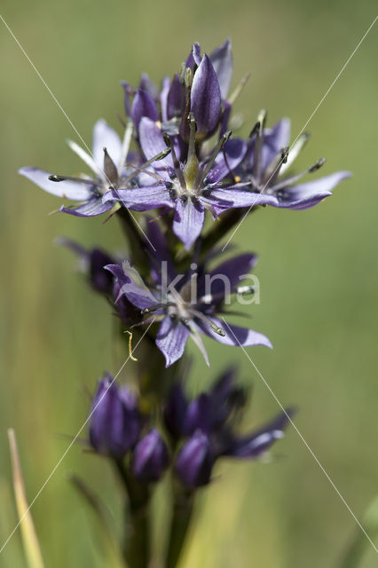 felwort (Swertia perennis)