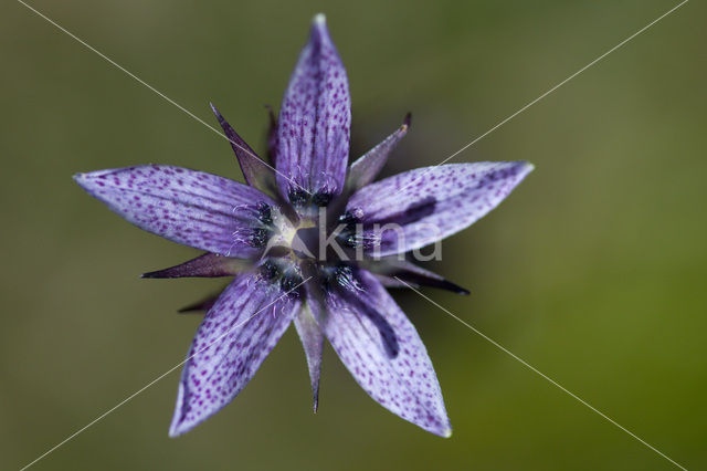 felwort (Swertia perennis)