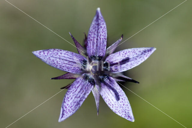 felwort (Swertia perennis)