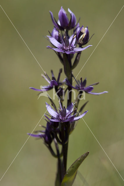 felwort (Swertia perennis)