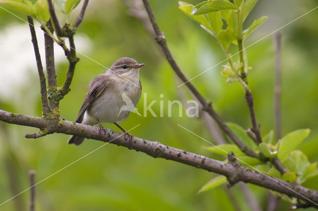 Willow Warbler (Phylloscopus trochilus)