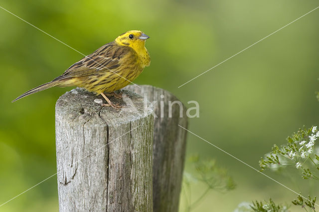 Geelgors (Emberiza citrinella)