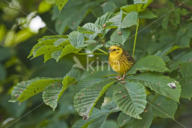 Geelgors (Emberiza citrinella)