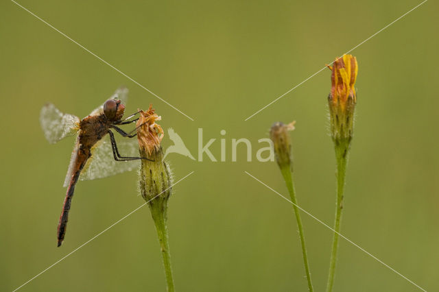 Yellow-winged Darter (Sympetrum flaveolum)