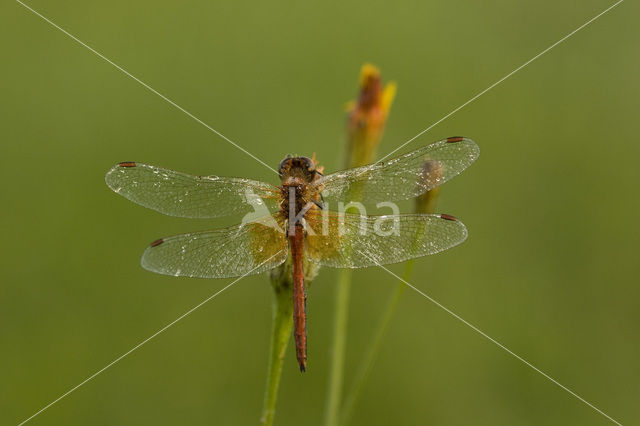 Yellow-winged Darter (Sympetrum flaveolum)