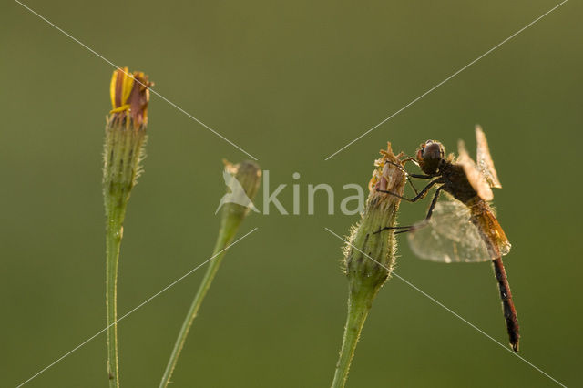 Yellow-winged Darter (Sympetrum flaveolum)