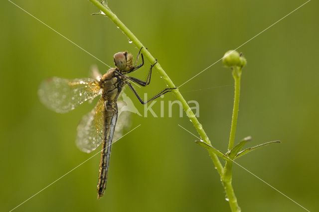 Geelvlekheidelibel (Sympetrum flaveolum)