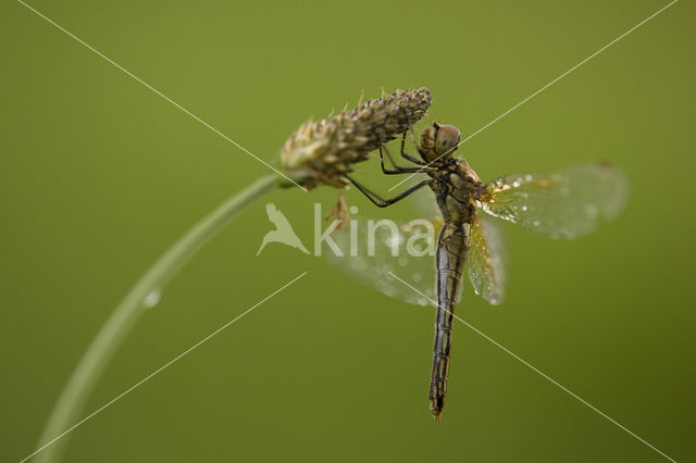 Geelvlekheidelibel (Sympetrum flaveolum)