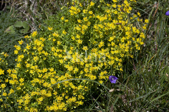 Yellow Mountain Saxifrage (Saxifraga aizoides)