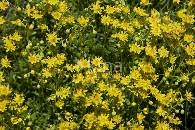 Yellow Mountain Saxifrage (Saxifraga aizoides)
