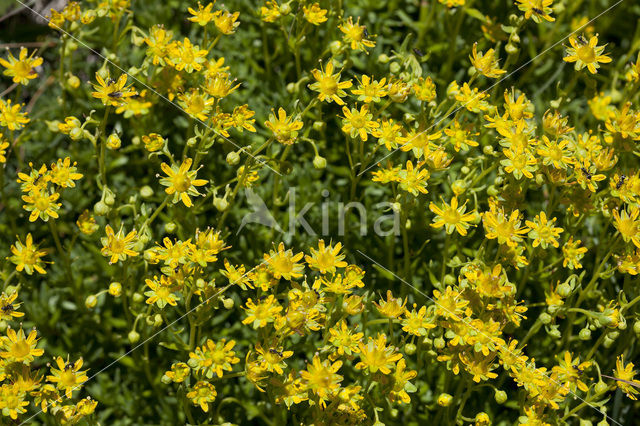 Gele bergsteenbreek (Saxifraga aizoides)