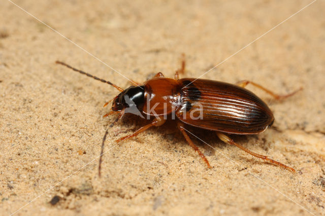 Stenolophus skrimshiranus