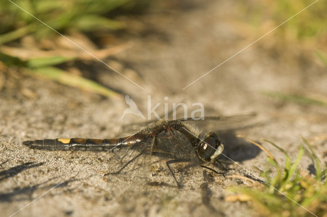 Gevlekte witsnuitlibel (Leucorrhinia pectoralis)