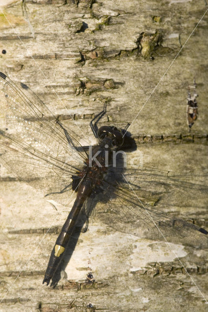 Gevlekte witsnuitlibel (Leucorrhinia pectoralis)