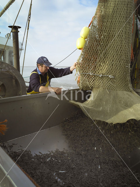 Common shrimp (Crangon crangon)