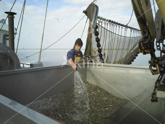 Common shrimp (Crangon crangon)