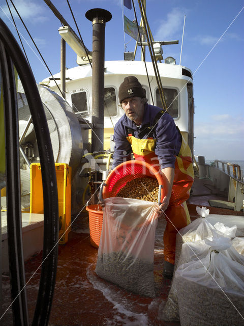 Common shrimp (Crangon crangon)