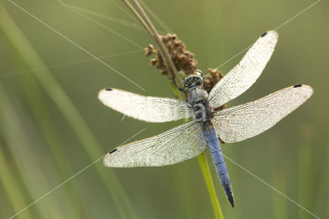 Black-tailed Skimmer (Orthetrum cancellatum)