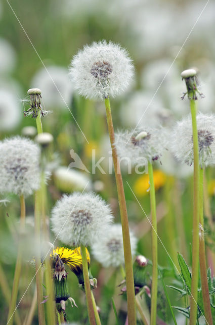 Gewone paardenbloem (Taraxacum officinale)