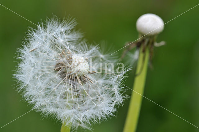 Gewone paardenbloem (Taraxacum officinale)