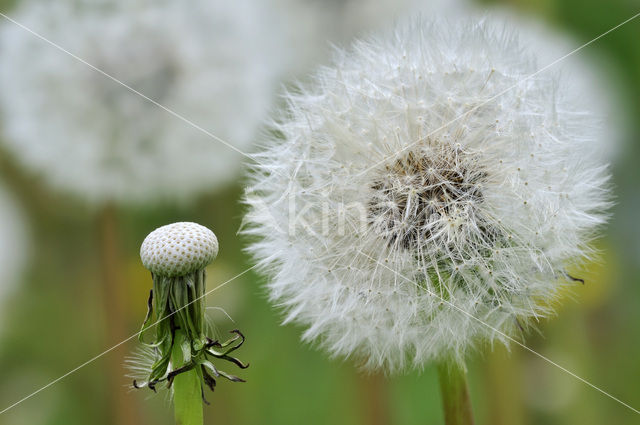 Gewone paardenbloem (Taraxacum officinale)