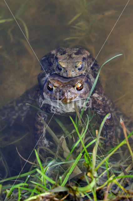 Gewone pad (Bufo bufo)