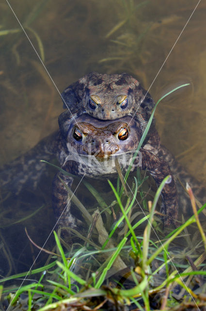 Common Toad (Bufo bufo)