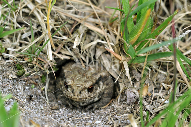 Gewone pad (Bufo bufo)