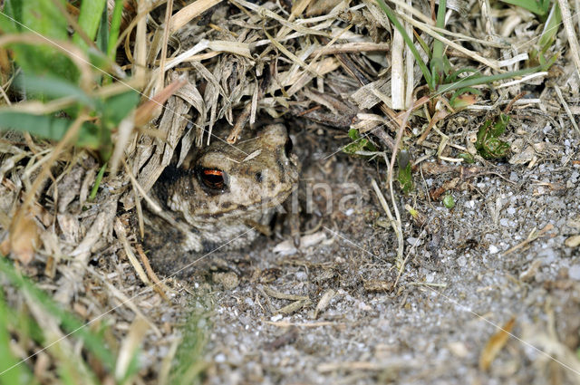 Gewone pad (Bufo bufo)