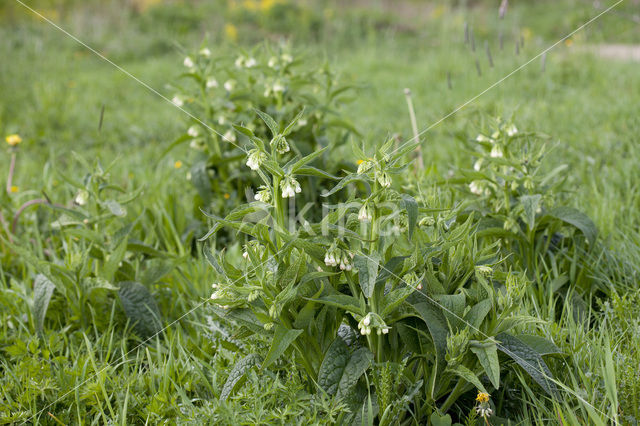 Common Comfrey (Symphytum officinale)