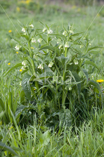 Gewone smeerwortel (Symphytum officinale)