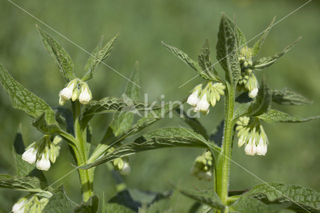 Gewone smeerwortel (Symphytum officinale)