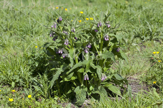 Common Comfrey (Symphytum officinale)