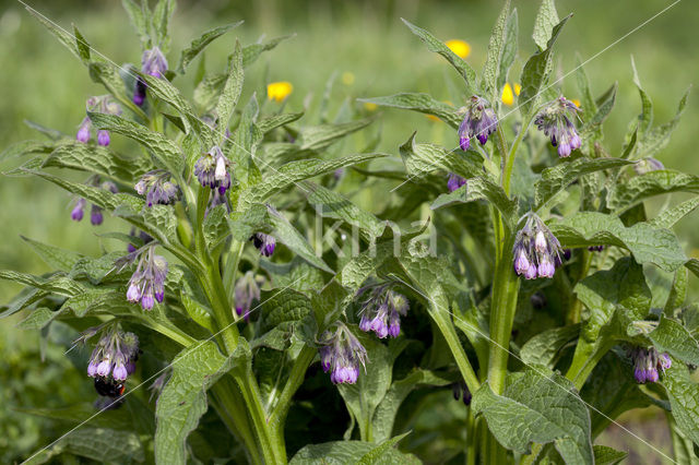 Common Comfrey (Symphytum officinale)