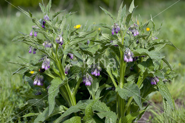 Common Comfrey (Symphytum officinale)