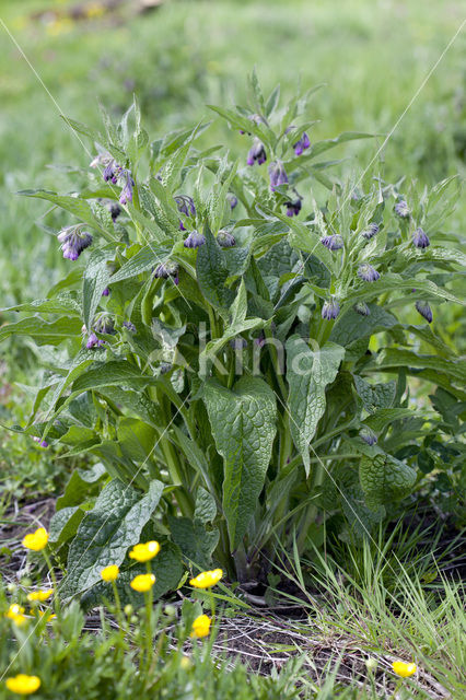 Common Comfrey (Symphytum officinale)