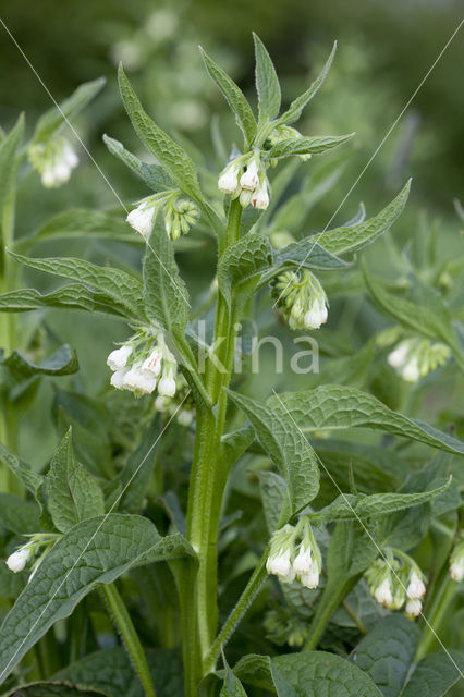 Common Comfrey (Symphytum officinale)